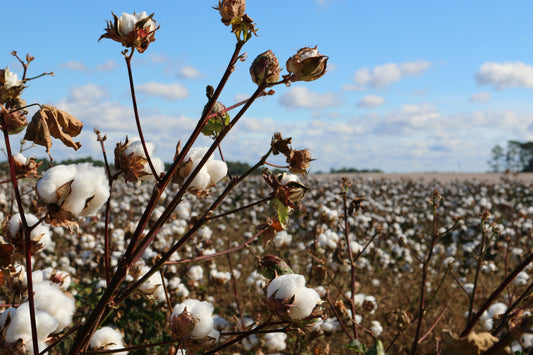 Let's Go Deep: Our Textiles Used to Be Living, Breathing Beings